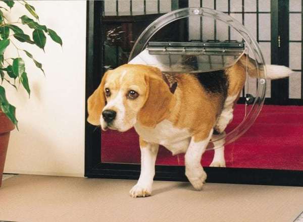 pet doors in glass