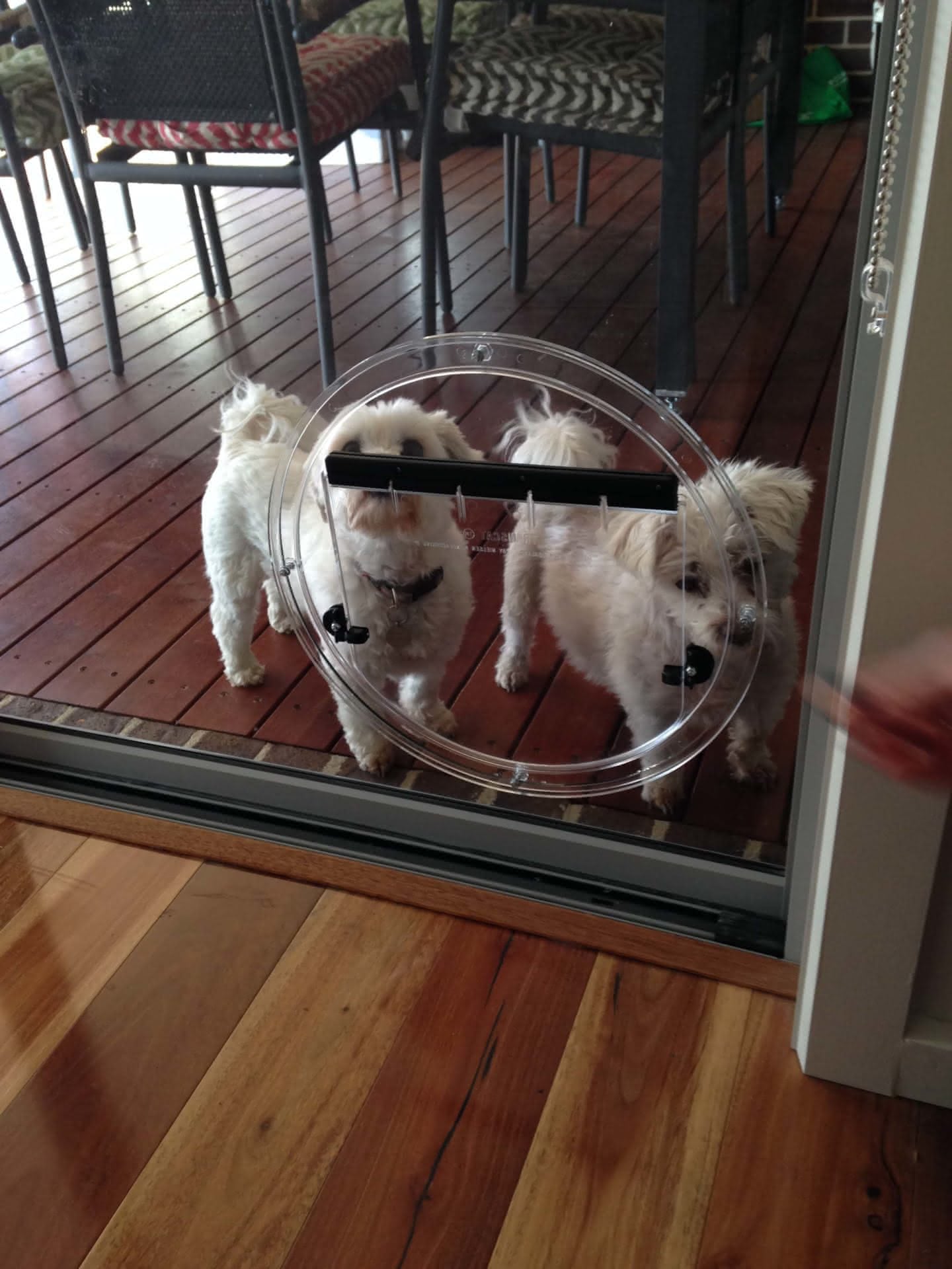 Two dogs using glass pet door